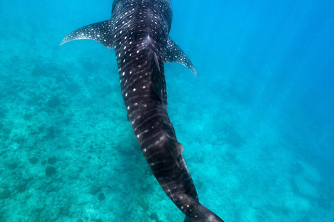 Whale Shark Snorkeling in La Paz, BCS.