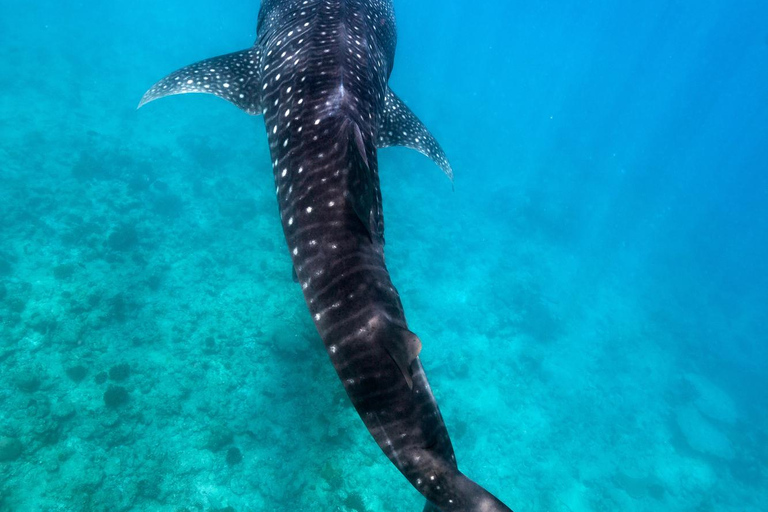 Whale Shark Snorkeling in La Paz, BCS.