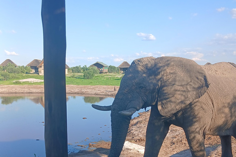From Victoria Falls: Maun Transfer with Elephant Sands Stop