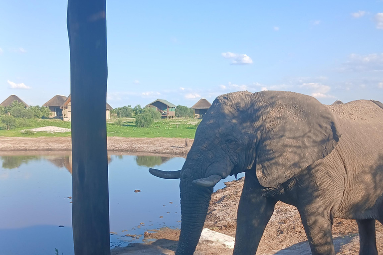 From Victoria Falls: Maun Transfer with Elephant Sands Stop
