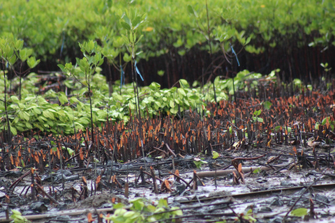 Bagek Kembar: Mangrove & Stingless Beekeeping Experience