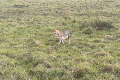 Nairobi: 3-Day epic trip to Maasai Mara Reserve with meals 3 days, 2 nights private safari to Mara in a tourist VAN