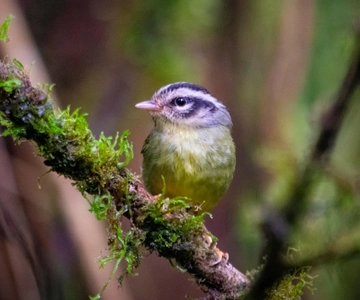 Santa Elena: Tour guidato della Riserva della Foresta Nuvolosa