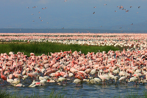 Day Trip Lake Nakuru National Park