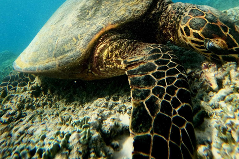 Vertrek vanuit Lombok, hele dag 3 Gilis verkennen en snorkelen