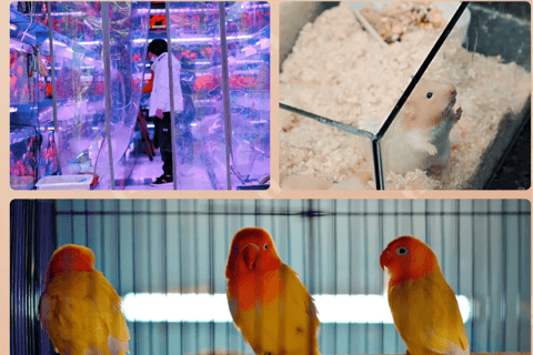 Guiyang : excursion d&#039;une journée à la ville ancienne de Qingyan et au marché aux fleurs