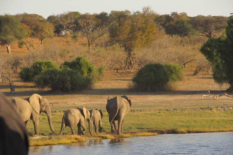 Kasane-Boat Cruise - Chobe River with Transfer Kasane-Boat Cruise - Chobe River with Transfer