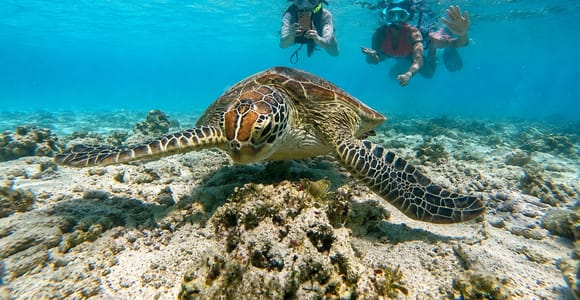 Gili Islands Snorkeling Tour: 3 Island, Guide & GoPro Videos