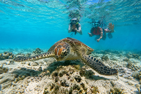 Gili Islands: Snorkeling Trip with Guide & Underwater Videos