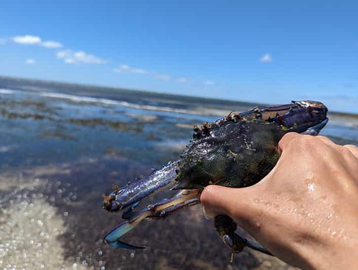 Yorke Peninsula Catch n Cook Blue Swimmer Crab Experience GetYourGuide
