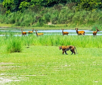 From Kathmandu/Pokhara: Bardiya National Park 4-Days Tour