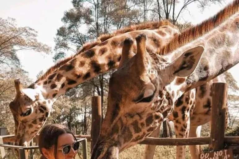 Nairobi: Giraffe Centre Visit and Giraffe Feeding Experience