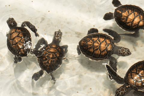 Phuket: Bamboo Rafting, ATV Ride, & Turtle Center Tour