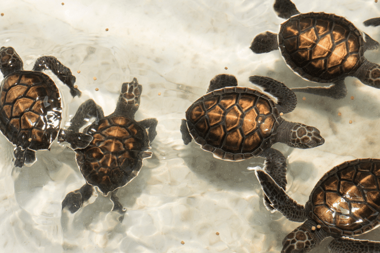 Phuket: Bamboo Rafting, ATV Ride, & Turtle Center Tour
