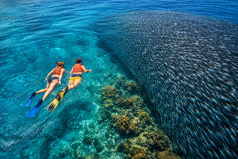 Cebu: Whale Sharks, Sumilon & Pescador Island Tour