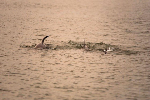 Charleston: Dolphin Discovery Sunset Cruise