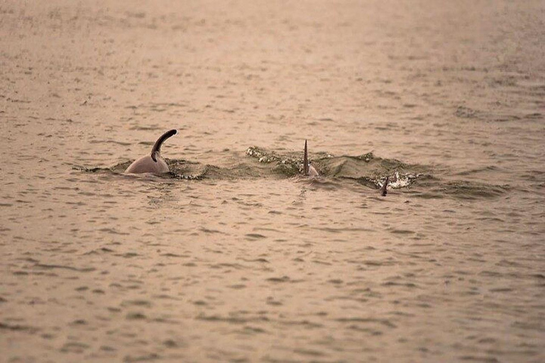 Charleston: Dolphin Discovery Sunset Cruise