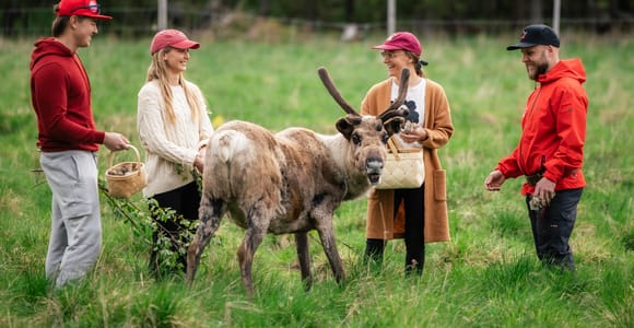 Live the Life of the Reindeer Herder in Rovaniemi, Lapland