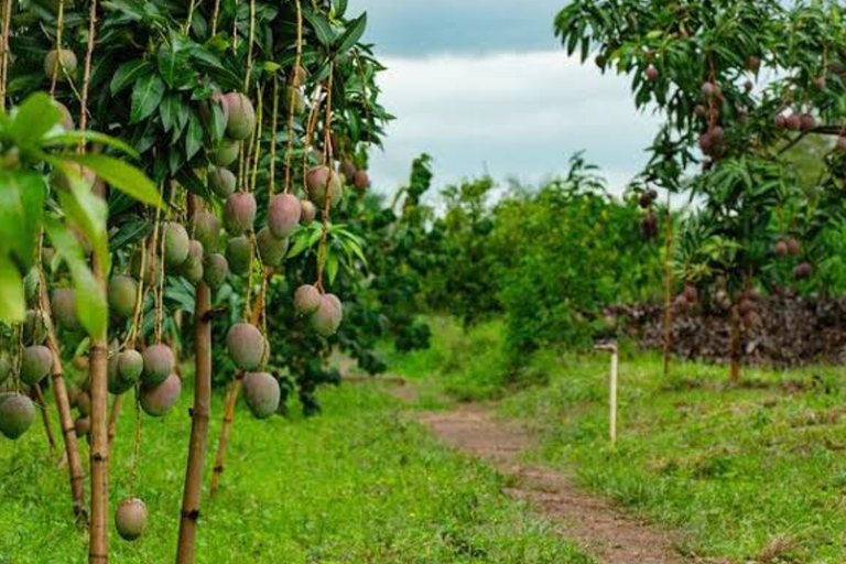 Bugesera Farm Experience, Local Meal & Sunset Boat Tour