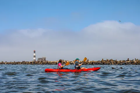 Pelican Point: Kayak with Seals Experience