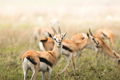 3 Dagen maasai mara aansluiting