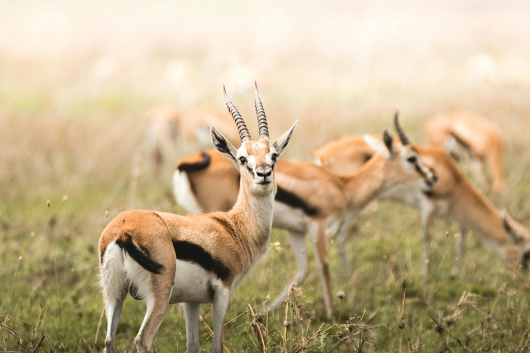 3 dagar maasai mara anslutning