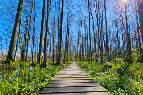 Great Ķemeri Bog & Swamp Forest Hiking Adventure Shared group tour