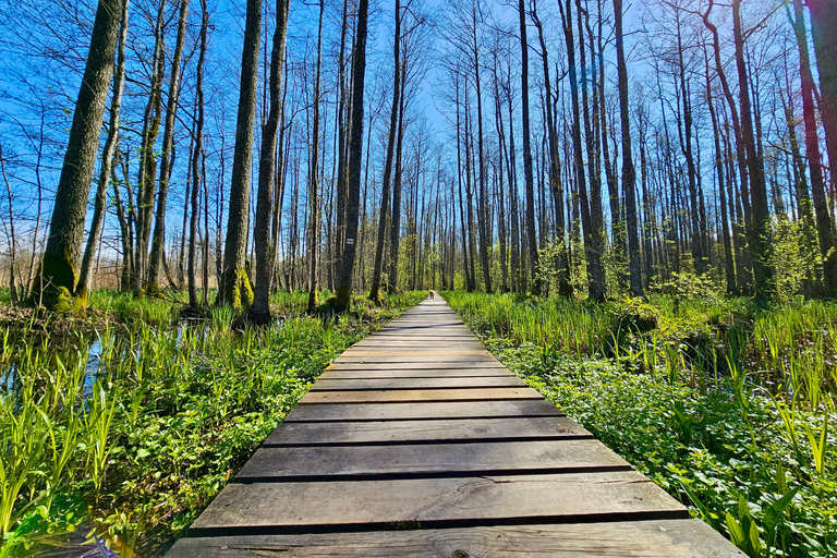 Great Ķemeri Bog & Swamp Forest Hiking Adventure Shared group tour