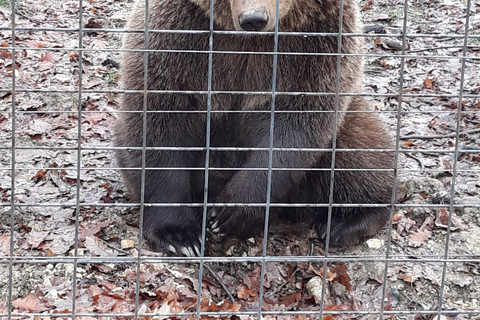 Desde Bucarest: Excursión de un día al Castillo de Drácula y al Santuario de los Osos