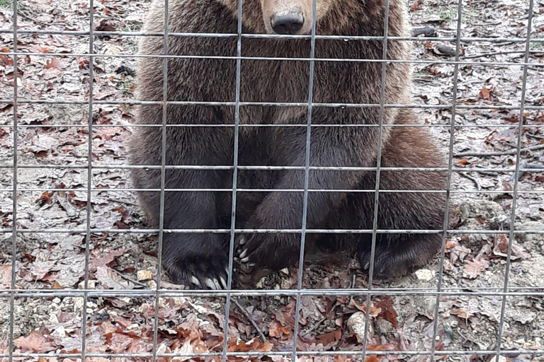 Legends&amp;Wildlife väntar: Draculas slott och björnreservatFrån Bukarest: Dagstur till Draculas slott och björnreservatet