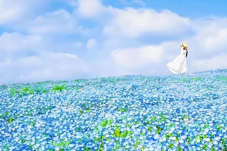 Tokyo & Ibaraki Tour: Hitachi Seaside Park & Adachi Wisteria