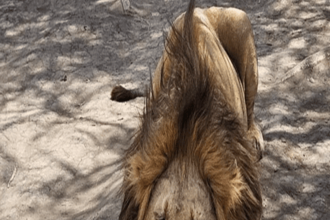 4-Day Safari Tour to Tarangire, Serengeti & Ngorongoro