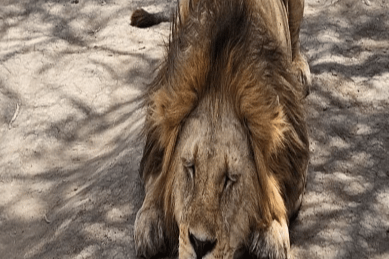 4-Day Safari Tour to Tarangire, Serengeti & Ngorongoro