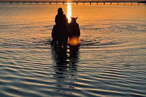 الغردقة: جولة ركوب الخيل في الصحراء والبحر مع خيار السباحةجولة لمدة ساعتين لركوب الخيل بدون السباح