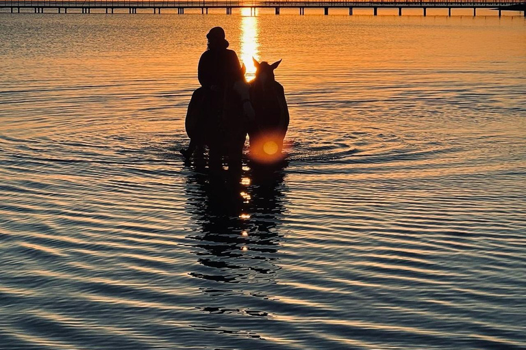 الغردقة: جولة ركوب الخيل في الصحراء والبحر مع خيار السباحةجولة لمدة ساعتين لركوب الخيل بدون السباح