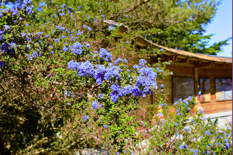 Bainbridge Island Discovery Tour