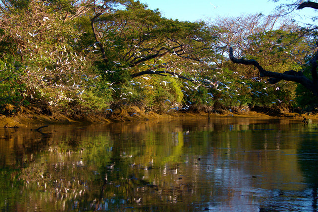 Visit Guanacaste Palo Verde Boat Tours in Nicoya