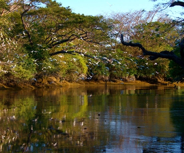 Guanacaste: Tour in barca di Palo Verde