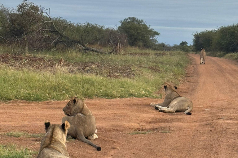 Johannesburg and Pretoria half day big 5 safari tour