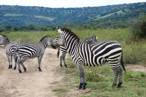 Från Kigali: 2-dagars safari med båt i Akagera nationalpark