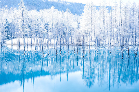 Sapporo: Asahiyama Zoo, Blue Pond & Chiyoda Farm Day Tour Private Sightseeing Tours