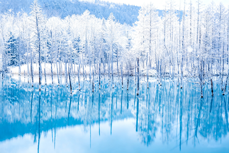 Sapporo: Asahiyama Zoo, Blue Pond & Chiyoda Farm Day Tour Private Sightseeing Tours