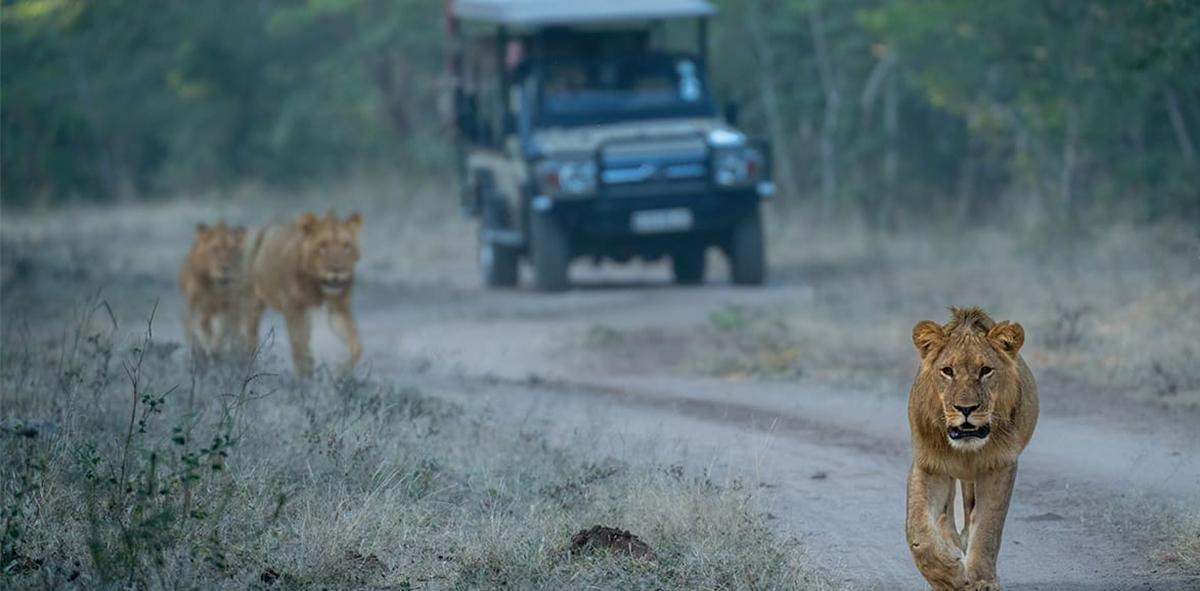 Chobe Safari: Boat Cruise, Game Drive & Chef Lunch | GetYourGuide