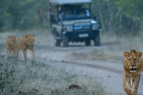 Chobe Safari: Boat Cruise, Game Drive & Chef Lunch