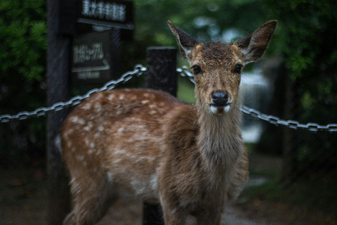 De Osaka: Excursão privada a Quioto e Nara (motorista que fala inglês)Visita Kyoto: Passeio turístico particular com motorista que fala inglês