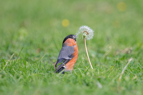 Glasgow: Beginners Wildlife Photography WorkshopGlasgow: Wildlife Photography Workshop