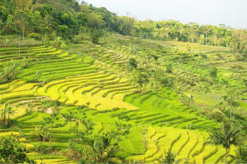 Yogyakarta; Wasserfall und terrassierte Reisfelder