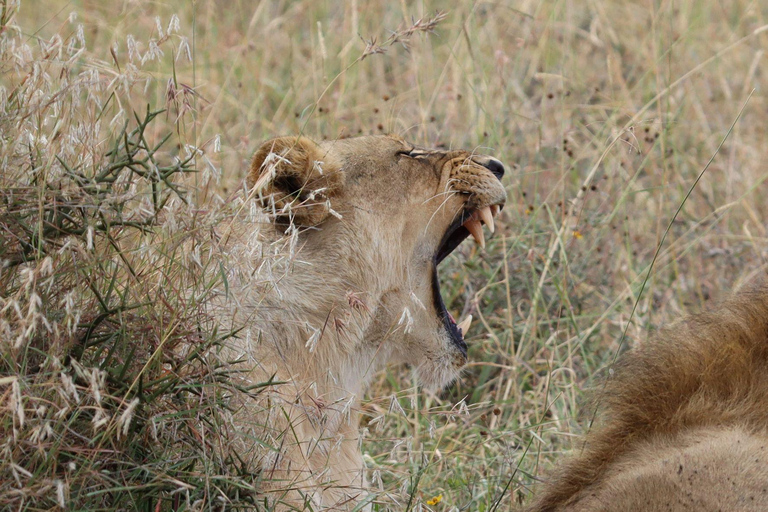 4-dniowe safari Masai Mara połączone z lotem balonem na ogrzane powietrze