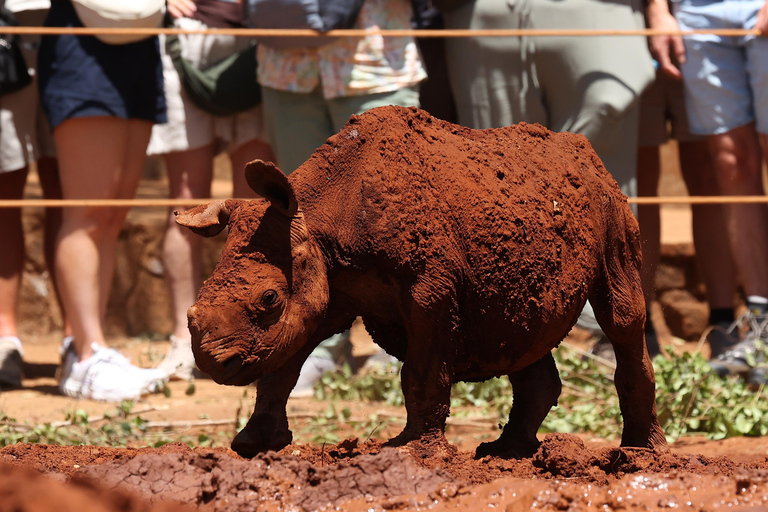 Nairobi: David Sheldrick Elephant Nursery Tour