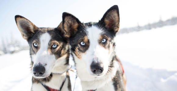 Kiruna: Morning Dogsled Ride with Swedish Fika